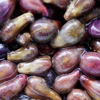 Quietum Plus Ingredients