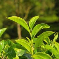 Quietum Plus Ingredients