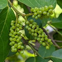 Quietum Plus Ingredients