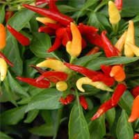 Quietum Plus Ingredients